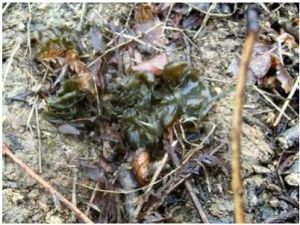 皮色粘球藻 皮色粘球藻