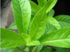 金雞毛草 金雞毛草