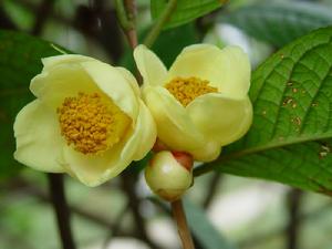 中國科學院植物研究所