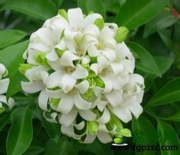 海桐葉柃 海桐葉柃