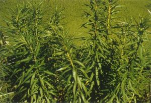 扯根菜亞科 扯根菜亞科