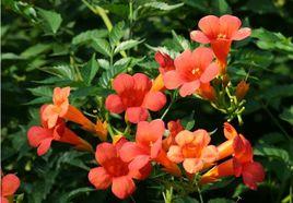 紫葳[凌霄花的別名]