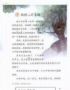 楓樹上的喜鵲 楓樹上的喜鵲