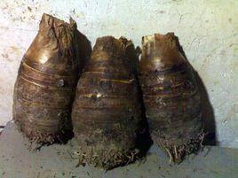 修仁薯莨 修仁薯莨