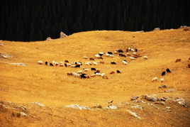 金風送爽 金風送爽