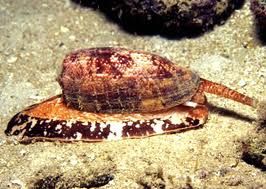 地紋芋螺 地紋芋螺