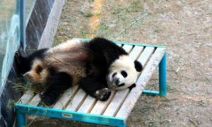 秦嶺四寶館 秦嶺四寶館