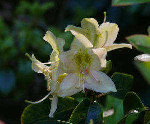 問客杜鵑 問客杜鵑