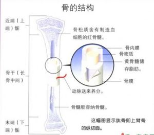 骨的結構