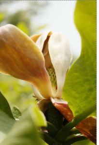 凹葉厚朴（亞種）