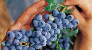 藏馬山藍莓採摘園 藏馬山藍莓採摘園