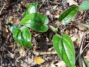 杏香兔兒風 杏香兔兒風