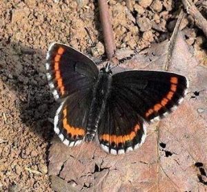 中華愛灰蝶 中華愛灰蝶