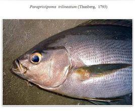 三線磯鱸 三線磯鱸