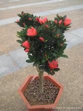 石果紅山茶 石果紅山茶