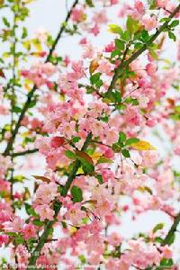 七星海棠 七星海棠