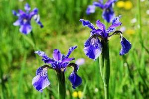 中甸鳶尾 中甸鳶尾