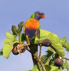 無花果鸚鵡