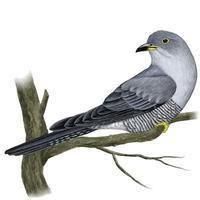 噪鵑蘇拉島亞種 噪鵑蘇拉島亞種