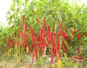 天椒5號 天椒5號