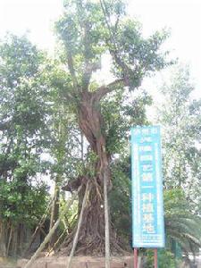 四川苗木基地 四川苗木基地