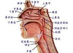 會厭囊腫 會厭囊腫