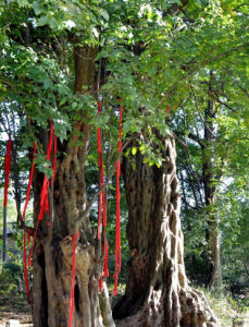 金寨縣千年古樹群