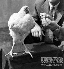 公雞砍頭奇蹟存活 公雞砍頭奇蹟存活