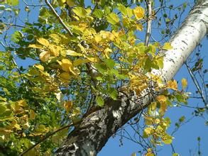 剌南蛇藤 剌南蛇藤