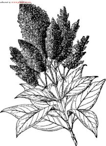 紅皮水錦樹(亞種)