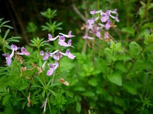 濕生紫堇 濕生紫堇