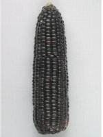 仲紫糯1號 仲紫糯1號