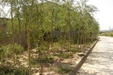 王家莊村自然風光