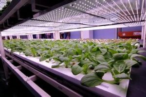 人造光合作用 人造光合作用