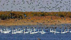 天鵝湖自然保護區 天鵝湖自然保護區