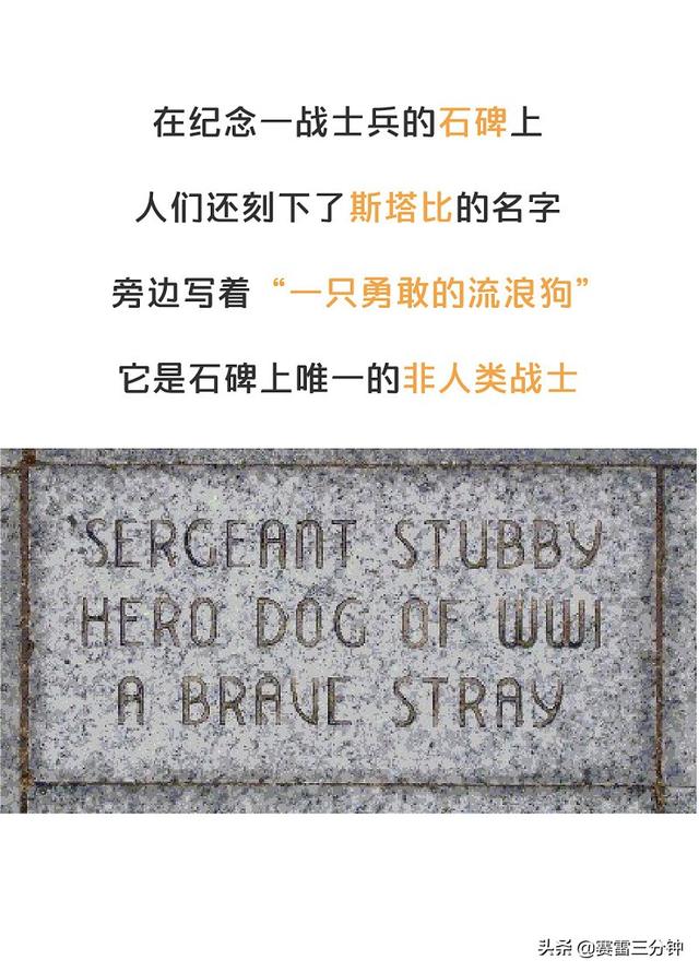 一條成為美國英雄的串串狗，三任總統都是它的鐵桿粉