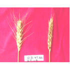 京冬11號 京冬11號