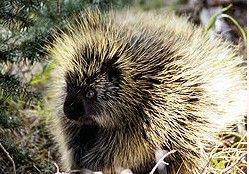 美洲豪豬總科 美洲豪豬總科