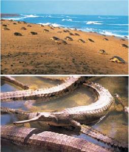 奧里薩邦——印度之魂