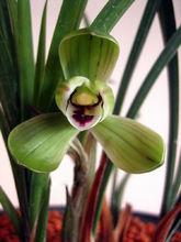 蘭花-春嬋圖片資料