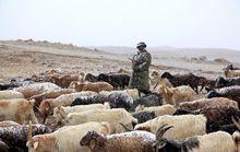 紅其拉甫居民牧羊