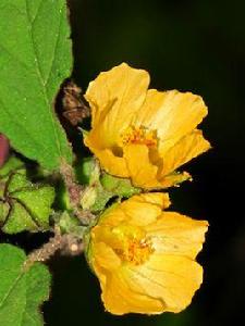 雲南黃花稔 雲南黃花稔