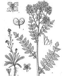 短羽高河菜 短羽高河菜