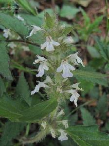痢止蒿[唇形科筋骨草屬植物]