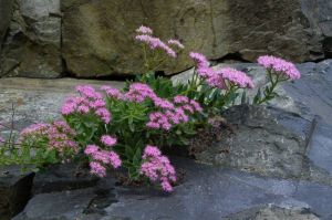 紫花八寶 紫花八寶