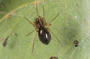 鐵頭蛛屬 鐵頭蛛屬