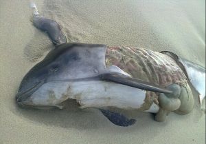 大型食肉哺乳動物灰海豹在北海殘忍肢解大量鼠海豚