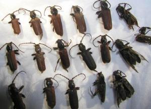 光胸斷眼天牛 光胸斷眼天牛