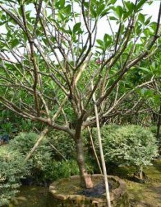 鈍蓋赤桉 鈍蓋赤桉