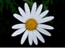 瑪格麗特木春菊